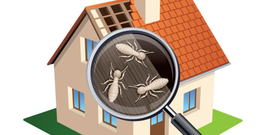 Termite inspection 