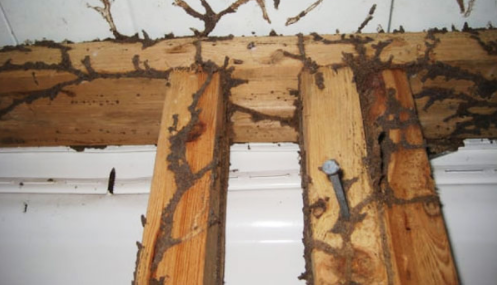 Termite inspection in gold coast