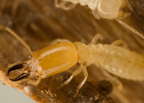 Termite Inspections 