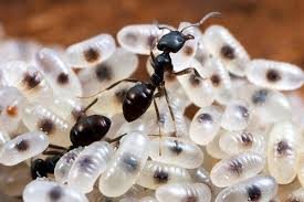 How to Kill Ants Naturally 