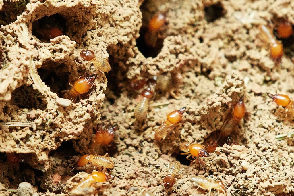 Flying Termites aka Winged Termites 